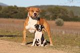 AMSTAFF  ADULT & PUPPIES 029